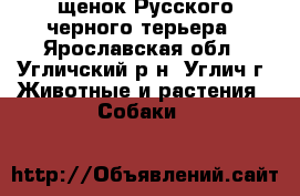 щенок Русского черного терьера - Ярославская обл., Угличский р-н, Углич г. Животные и растения » Собаки   